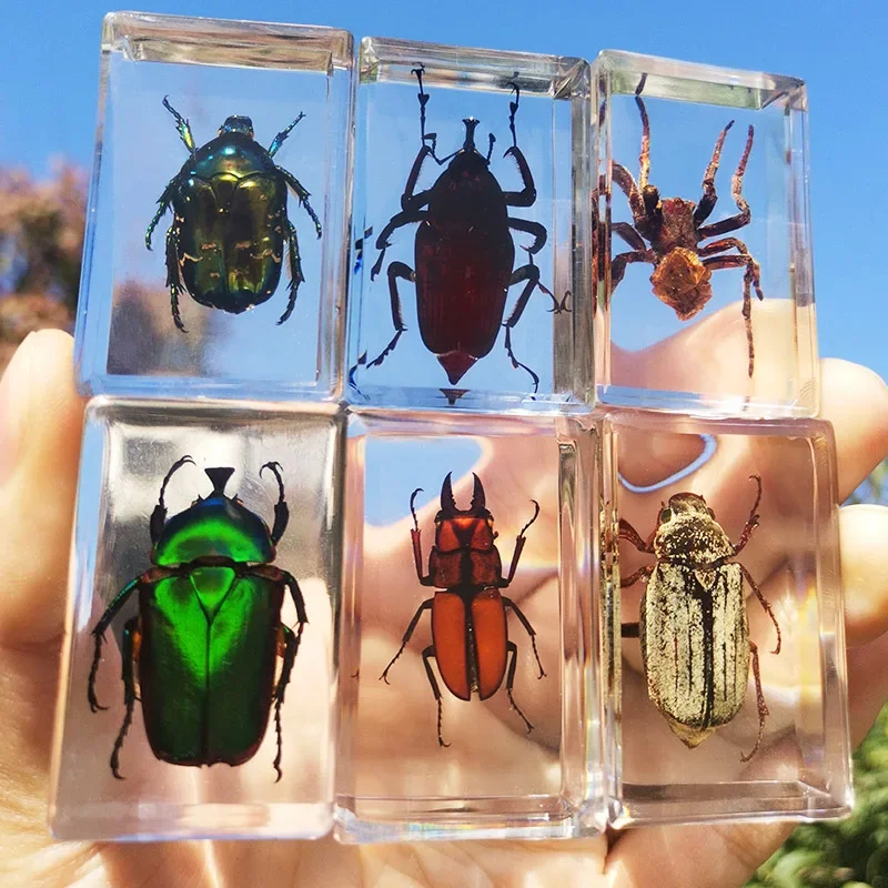 Real Insect Specimen Model Transparent Resin Ornament Spiders Beetles Scorpio Specimen Educational Children Toy Home Decor Craft