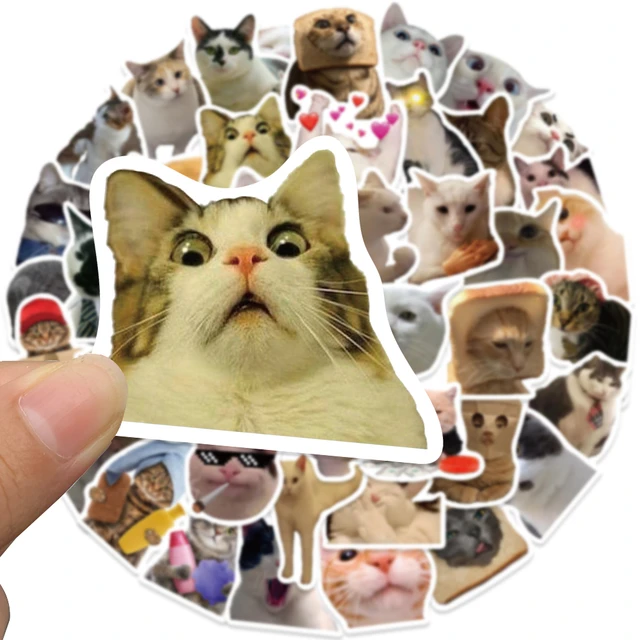 Waterproof cat toys sales