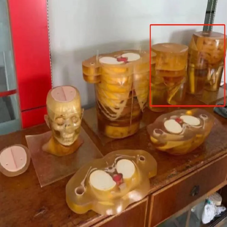 Model somatik pelatihan USG