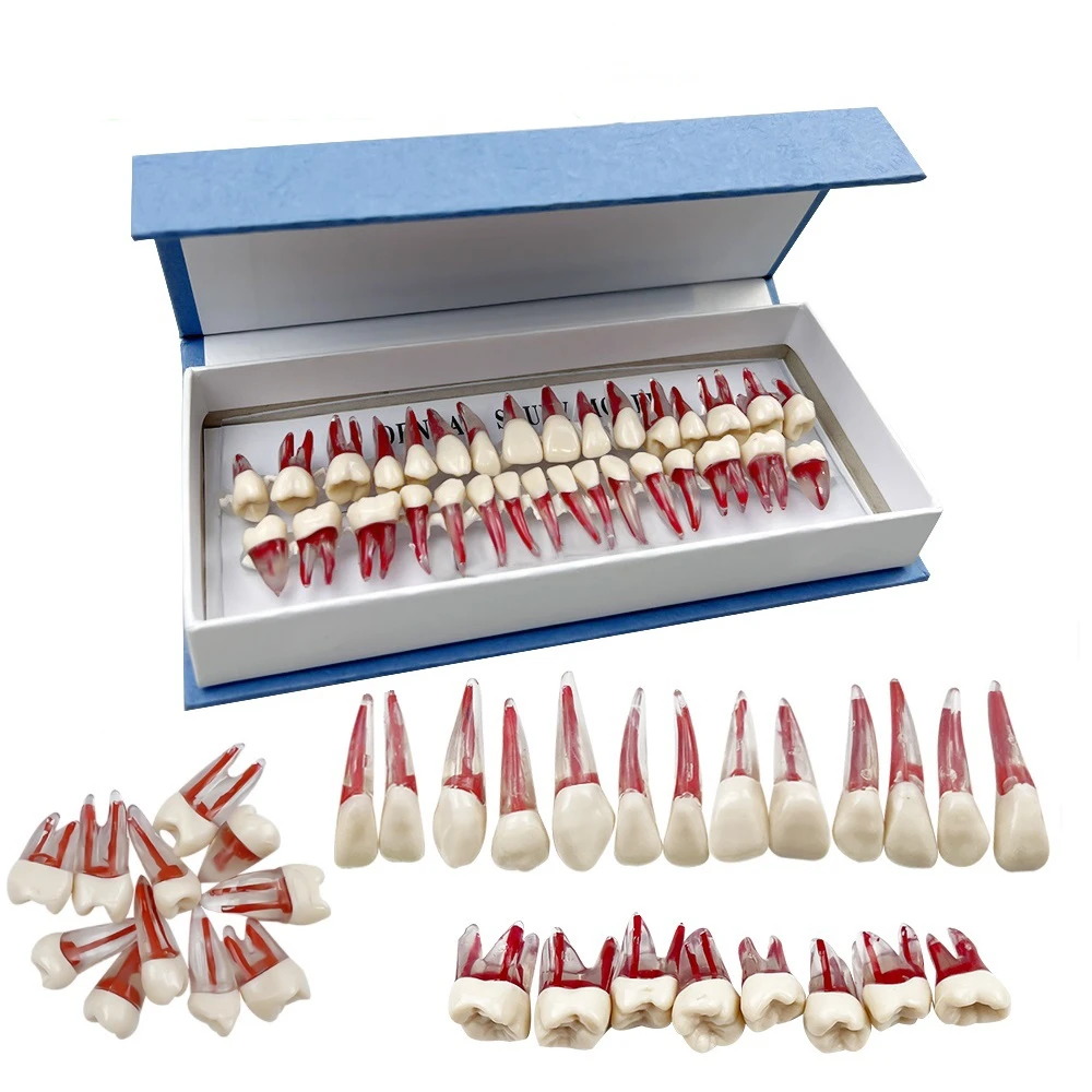 32pcs/set Dental Model Teeth Endodontic Teaching Study Model Root Canal Training Block Teeth Pulp Cavity Practice RCT Demo Tool