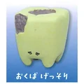 Tooth decay Gaunt
