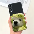 case-c31