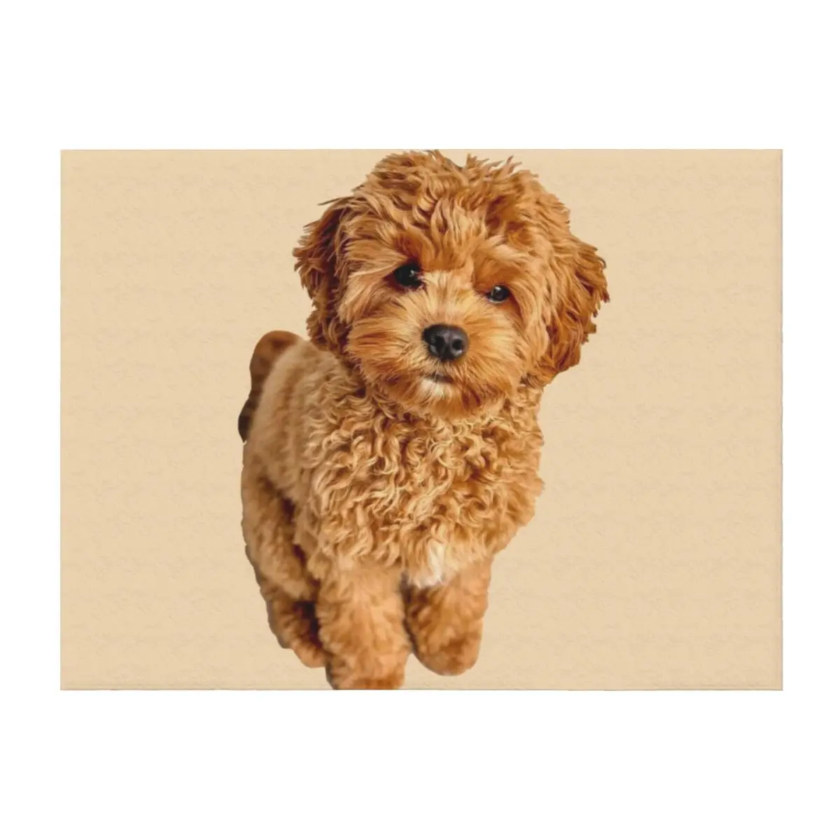 

Cavapoo Throw Blanket Hairy Heavy Moving Luxury St Blankets
