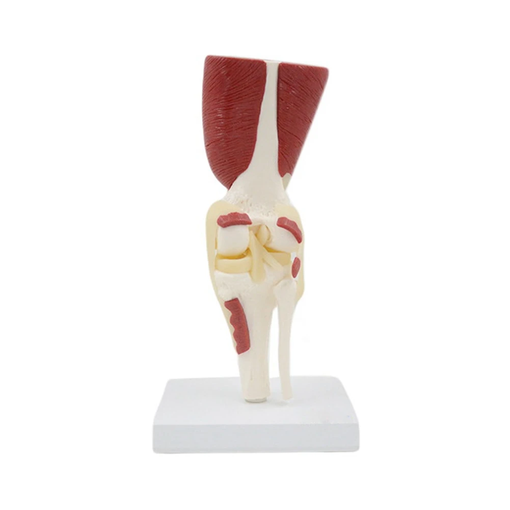 Knee Joint Model 1:1 Life Size Human Knee Joint Muscles Ligaments Anatomically Model for Teaching Display