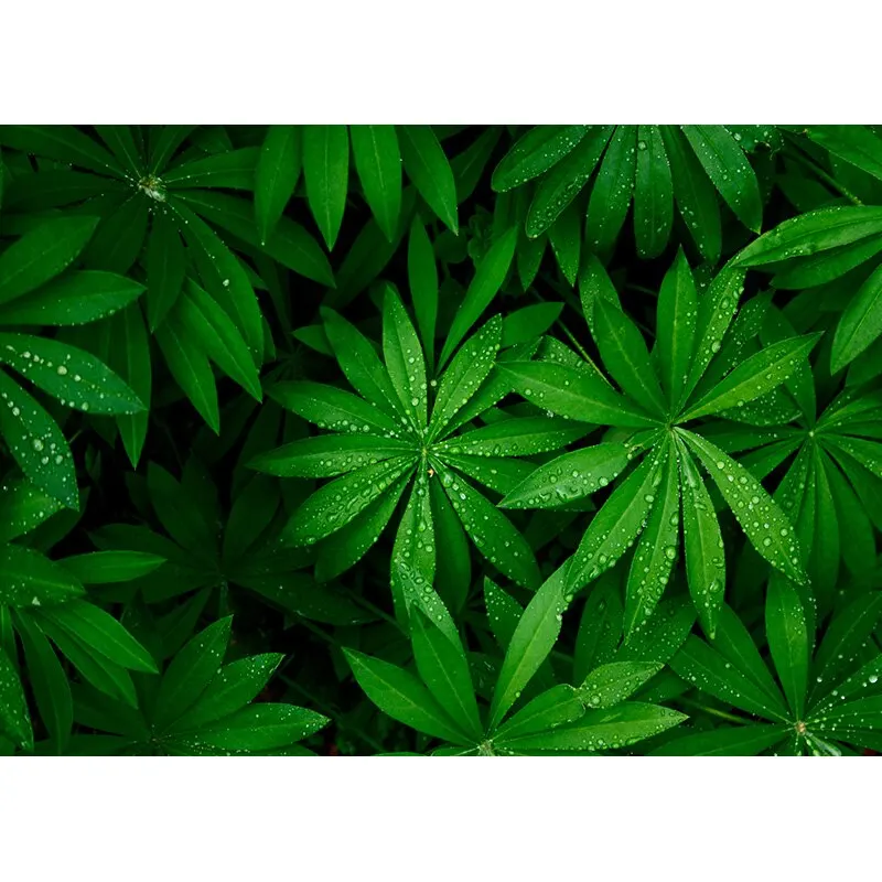 写真の背景,緑の草,花の風景,旅行の背景,スタジオアクセサリー,21128,CTCD-06