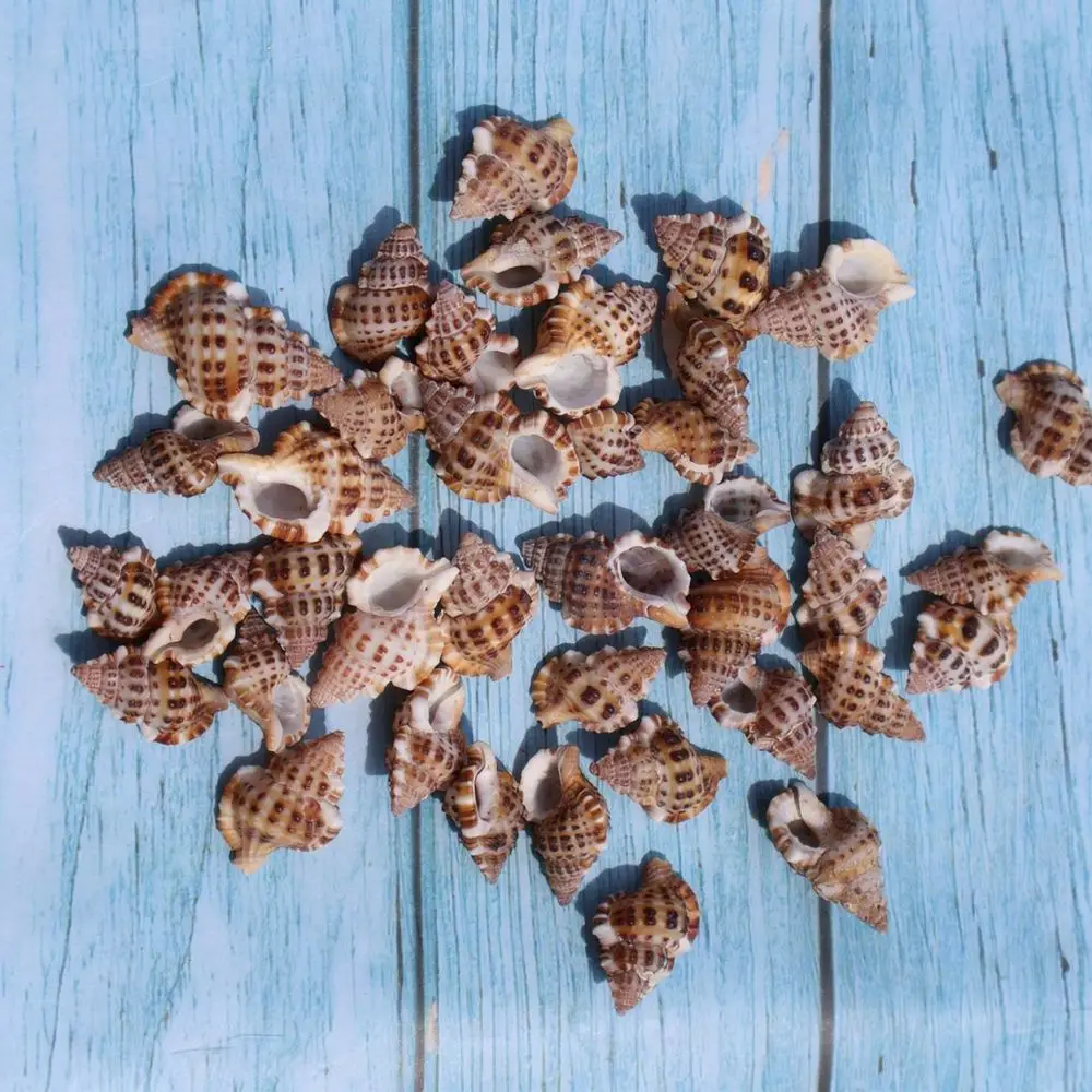 Natural Sea Shells Conchs Collection For Fish Tank Aquarium Decoration Ocean Theme Ornament Diy Crafting Home Decor