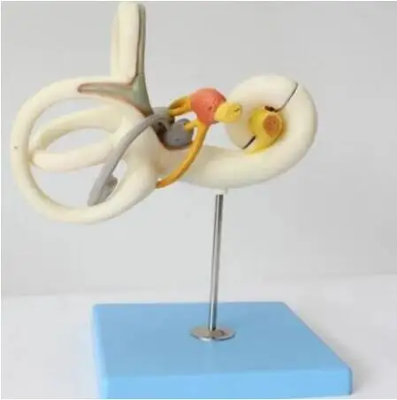 

Magnify Human Anatomical Labyrinth Of The Inner Ear Anatomy Model fast ship