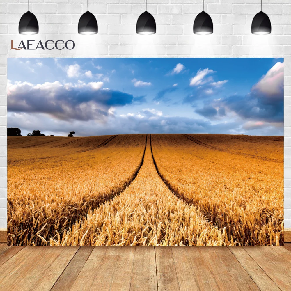 Rural Wheat Fields Background Blue Sky Autumn Ripe Wheat Ears Golden Field Child Portrait Photography Backdrop for Photo Studio