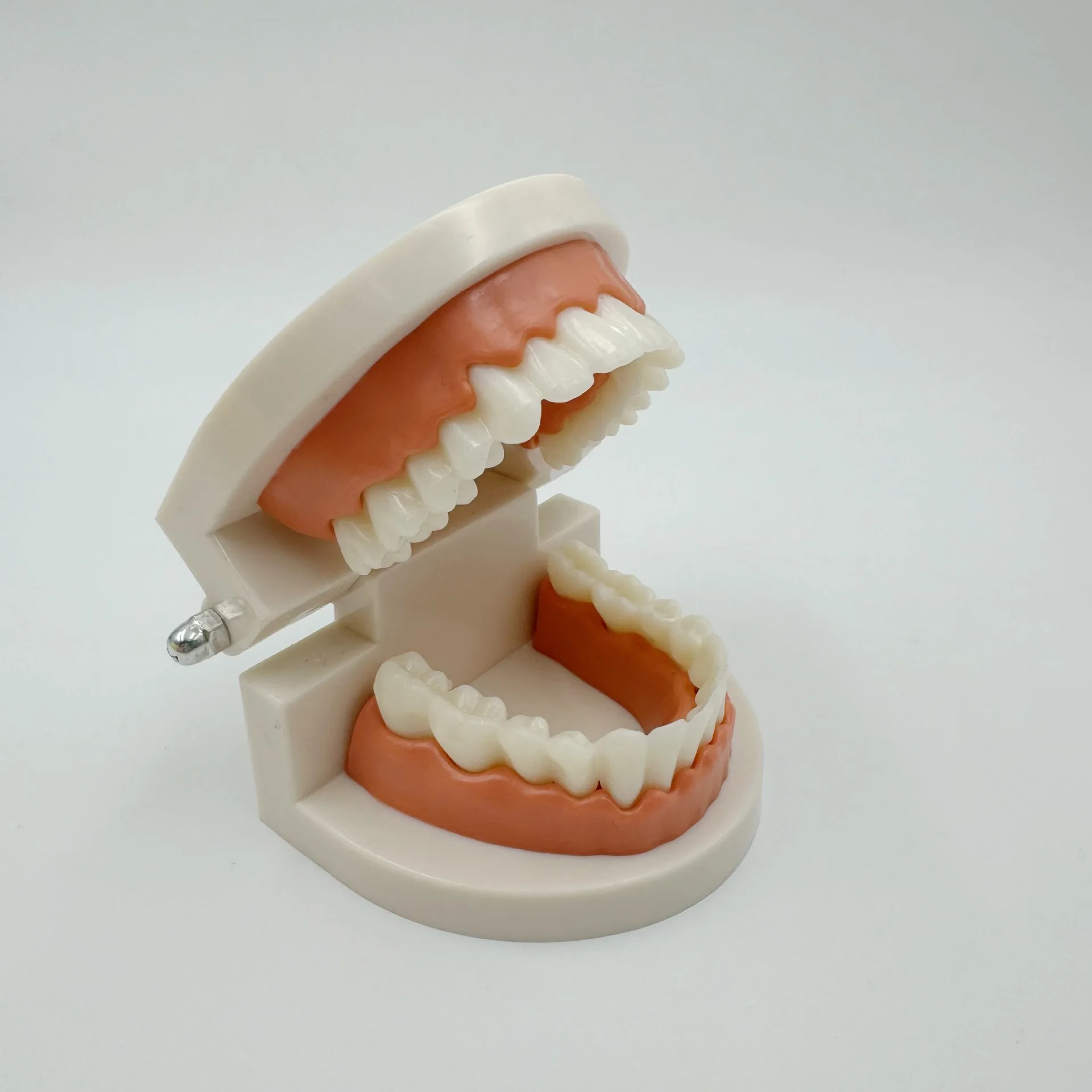 

Dental Models Tooth Models Dental Model Teaching Denture Practice Kindergarten Toothbrushing Practice Oral Models
