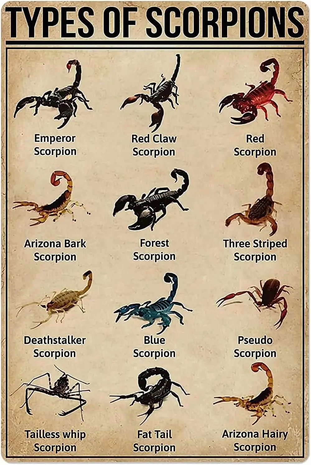 Scorpions Knowledge Metal Poster Types Of Scorpions Retro Metal Signs School Hunting Lodge Cafe Bedroom Animal Home Decor K sign
