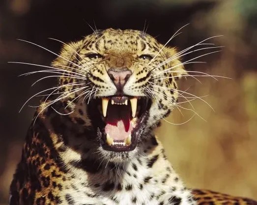 

BETAFPV ELRS Micro TX V2 Module 915MHZ 2W RF Power Built-in TCXO Cooling System For FPV Drone Long Range Flight Quadcopter