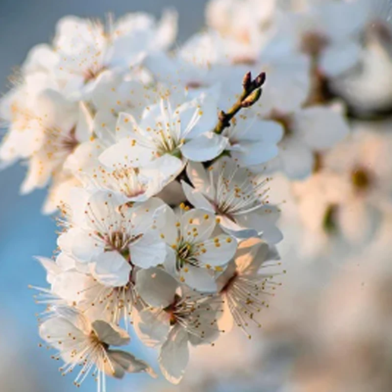 

COSMICRC 20g Metal Gear Digital Servo for RC Airplane Robot 1/18 1/24 Truck Car Boat Duct Plane