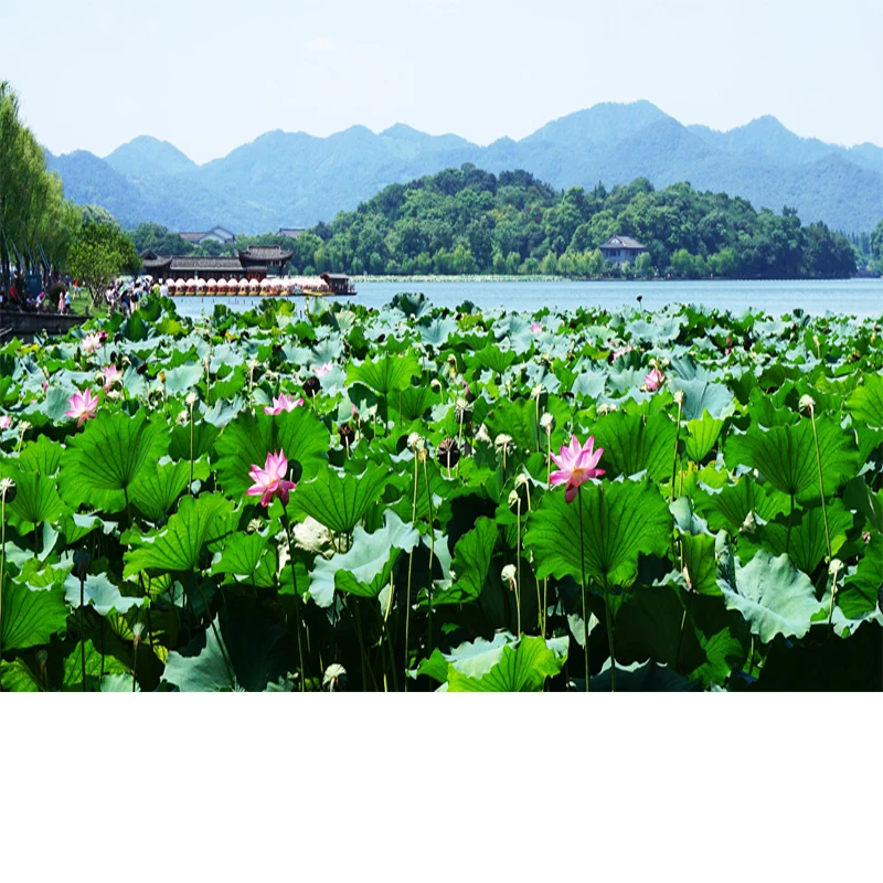 

Adjustable 5Pcs Sectional Front Spoiler Lip For Mercedes-Benz C Class W206 2021-2026 Front Bumper Splitter Sport Body Kit