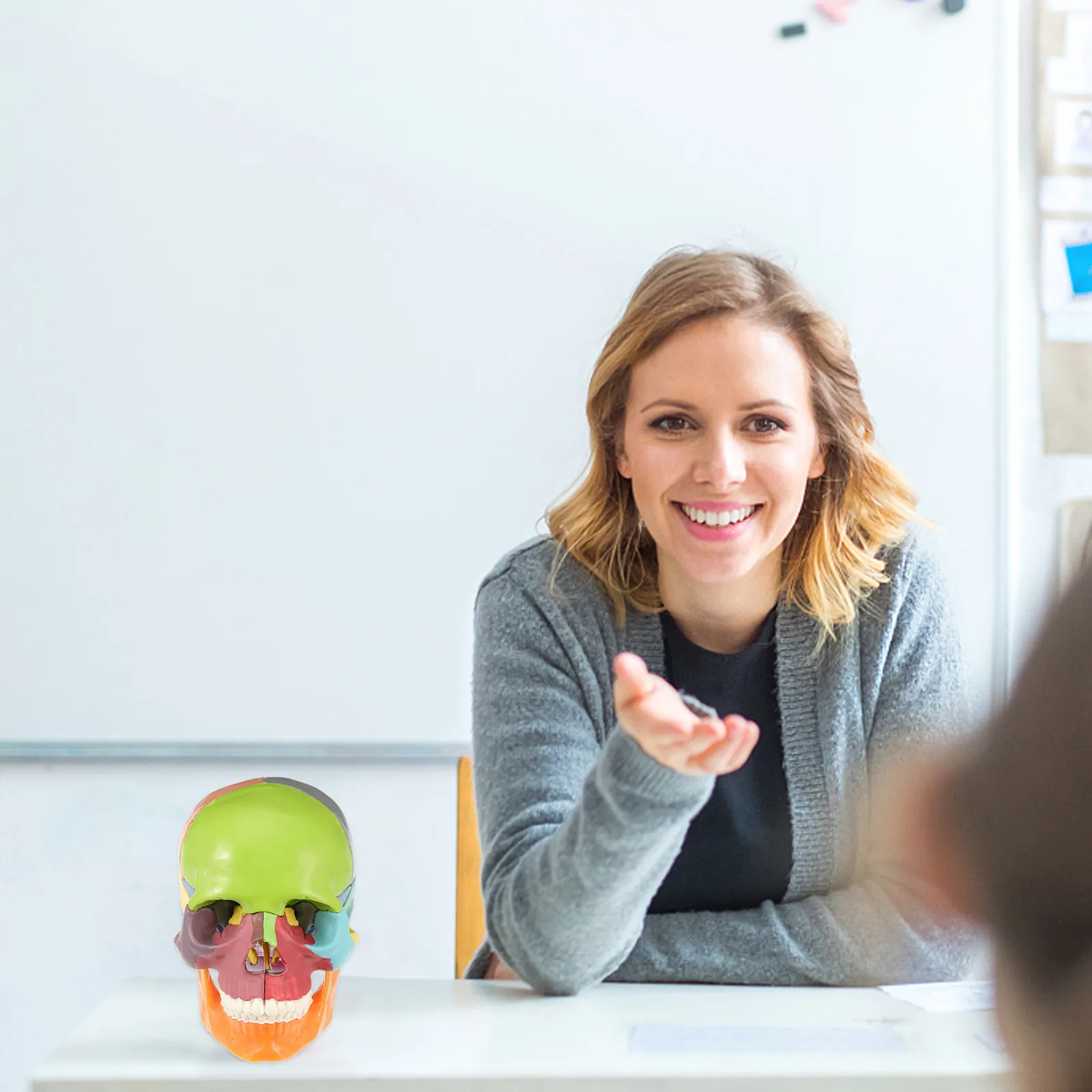 

Анатомический манекен черепа человека из ПВХ, цветной, для обучения в школах, больницах и медицинских учреждениях