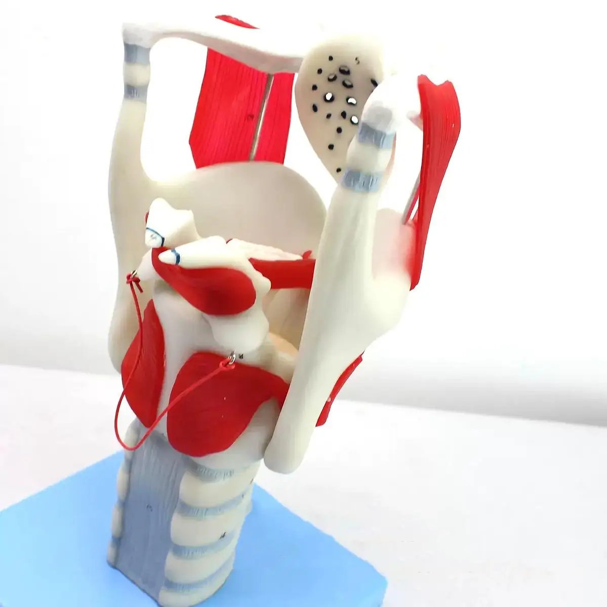 

PVC 3X Life Size Human Laryngeal Structure and Function Amplification Model Medical Anatomical Models School