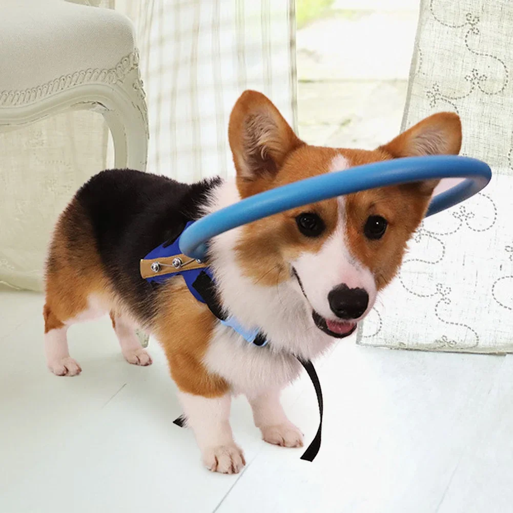 Blind Pet Aid Dog Collars Dog  Leading  Blind Dogs  Pet  Behavior Aid Dogs  Angel Wing Blue  Dog Collar Collision Avoidance