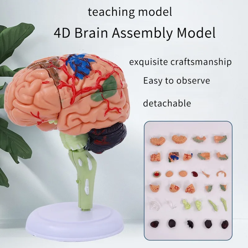 4D الطبية الإنسان الدماغ القابلة للإزالة نموذج تشريحي صغير تجميعها هيكل الدماغ تشريح أداة التدريس