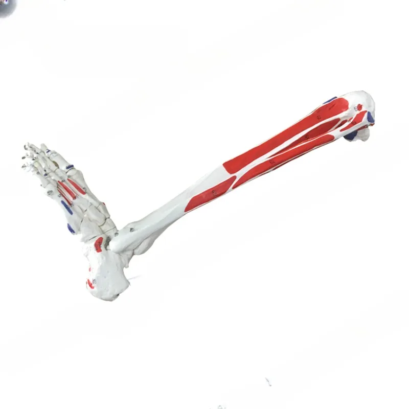 

1:1 Life-sized Human Anatomy Leg Bones Foot Joint Biology Model Number Marked Skeleton Lower Limb Muscle Labeling