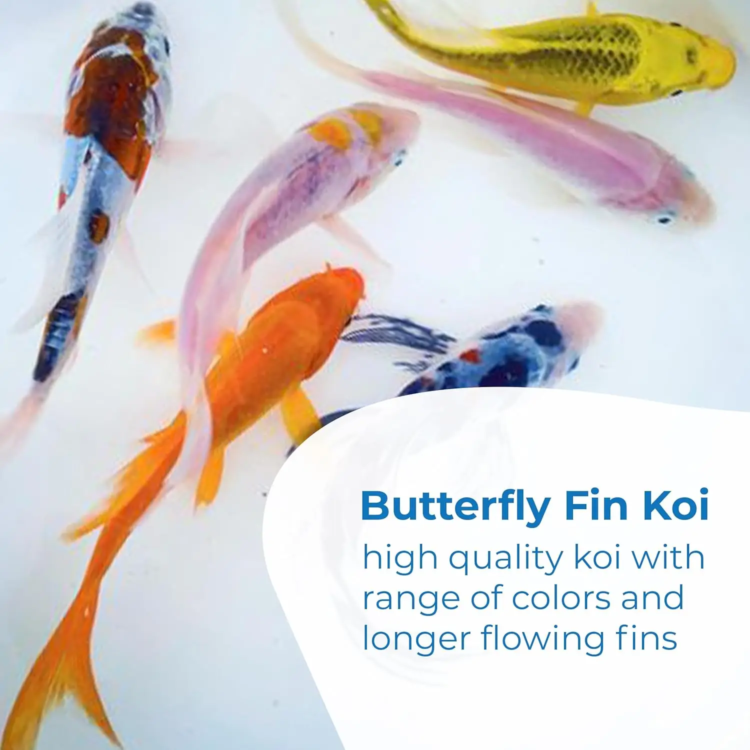 Toledo Goldfish Butterfly Fin Koi, Variety of Colors and Patterns - Perfect for Ponds or Aquariums - 3-4 Inches, 3 Count