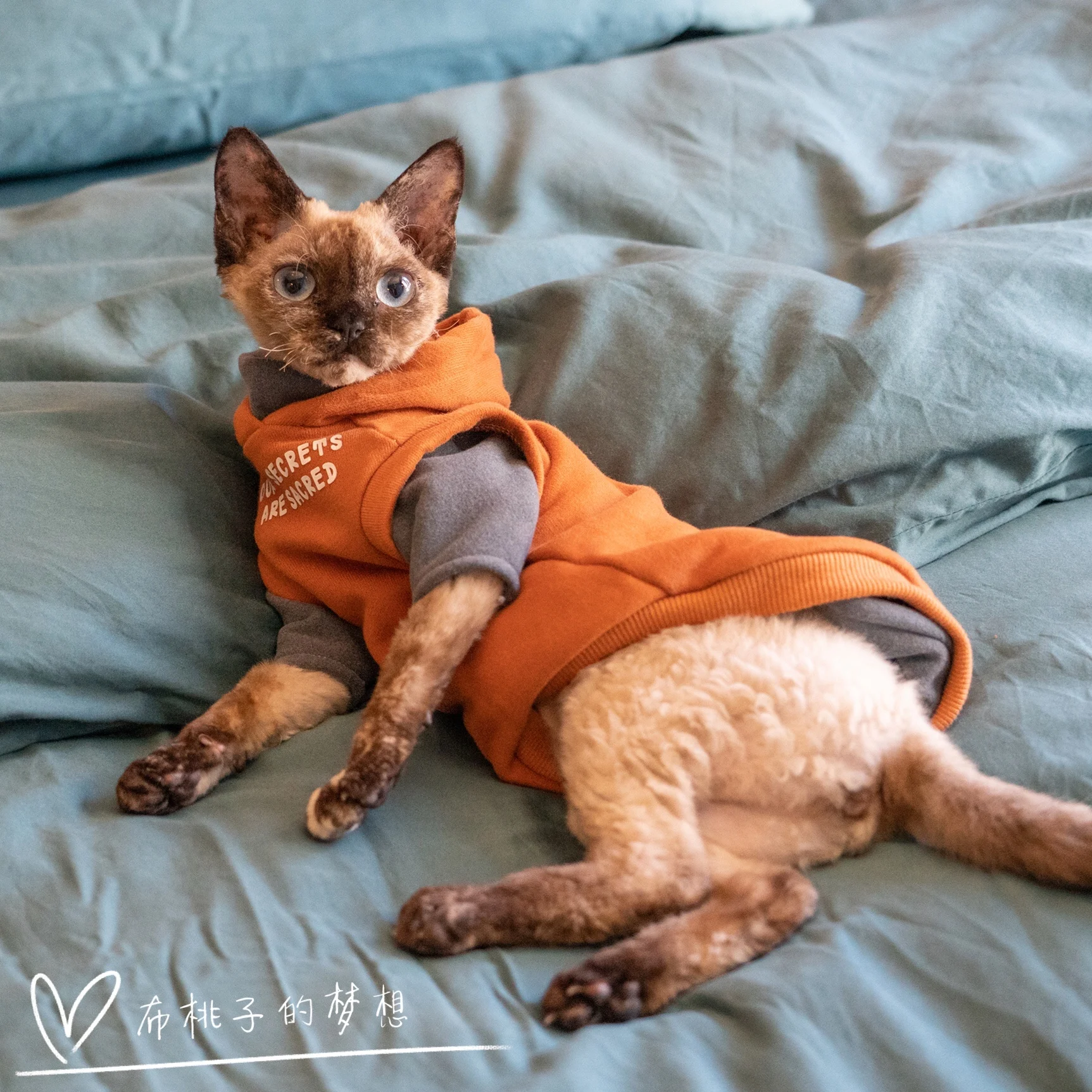 Fashion Sweatshirt Coat Suit for Sphynx Cat in Winter Thick Warm Costume for Kittens Soft Orange Jacket for Devon Cat