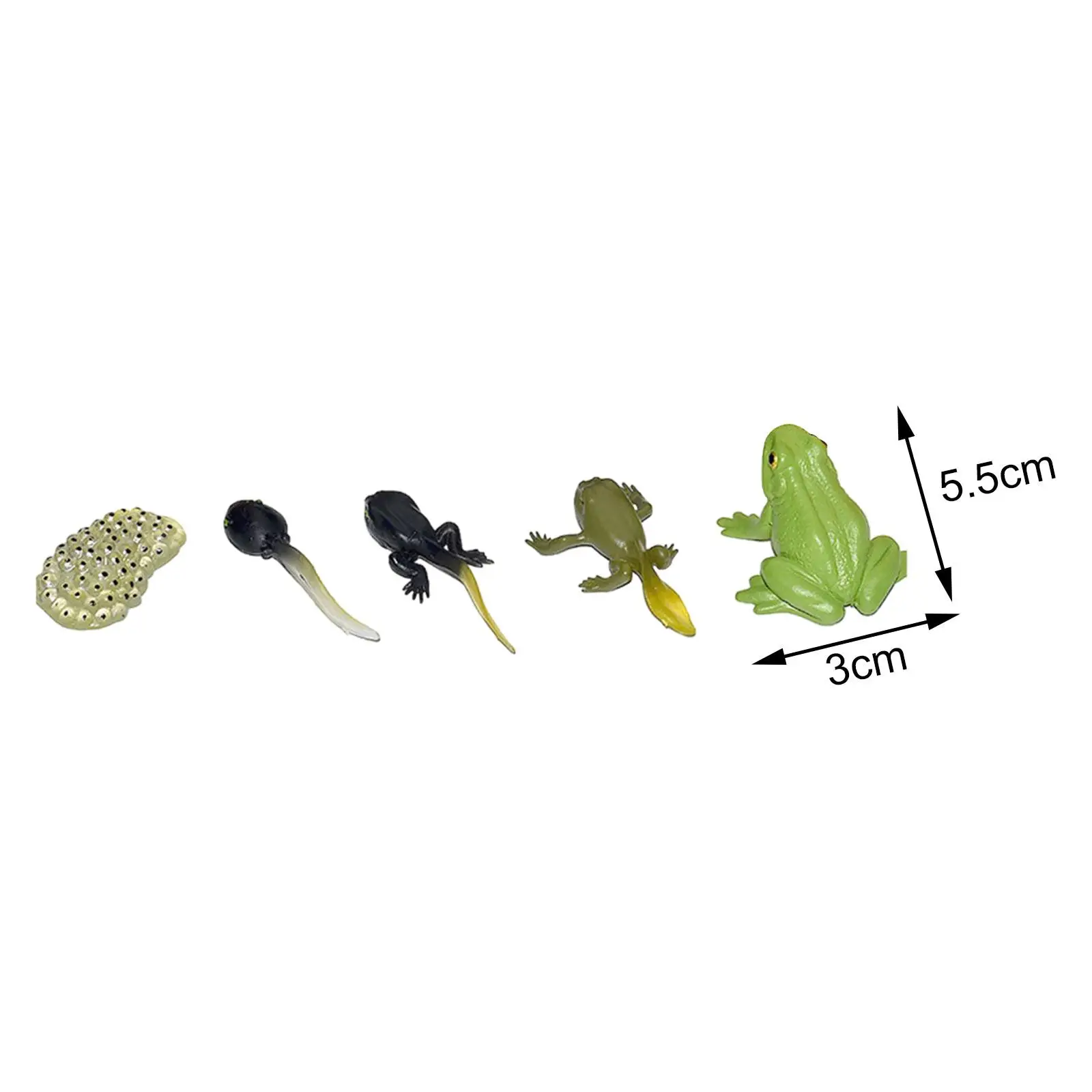 動物の生活成長サイクル図生物学モデル教材教育