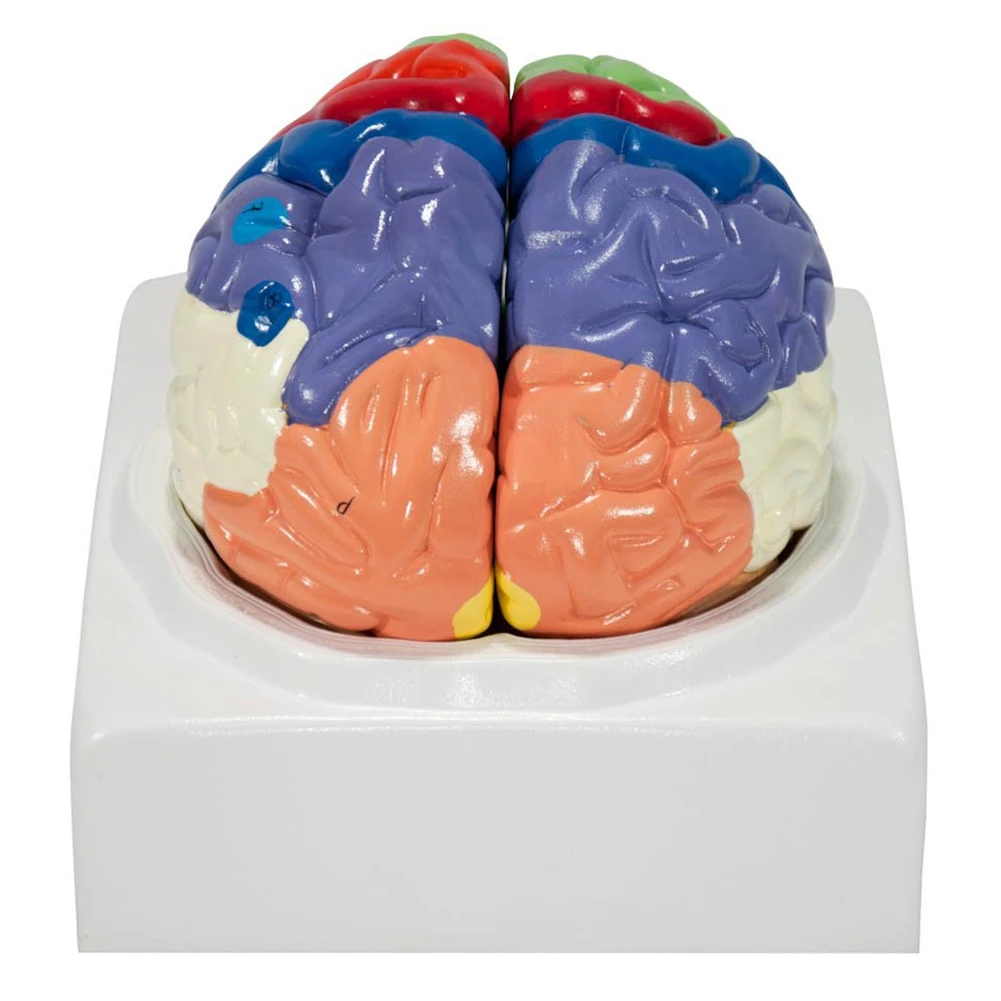 Human Brain Model Anatomy with Colored and Labeled Regions, 2-Part Human Brain Model Disassembled - Includes Base