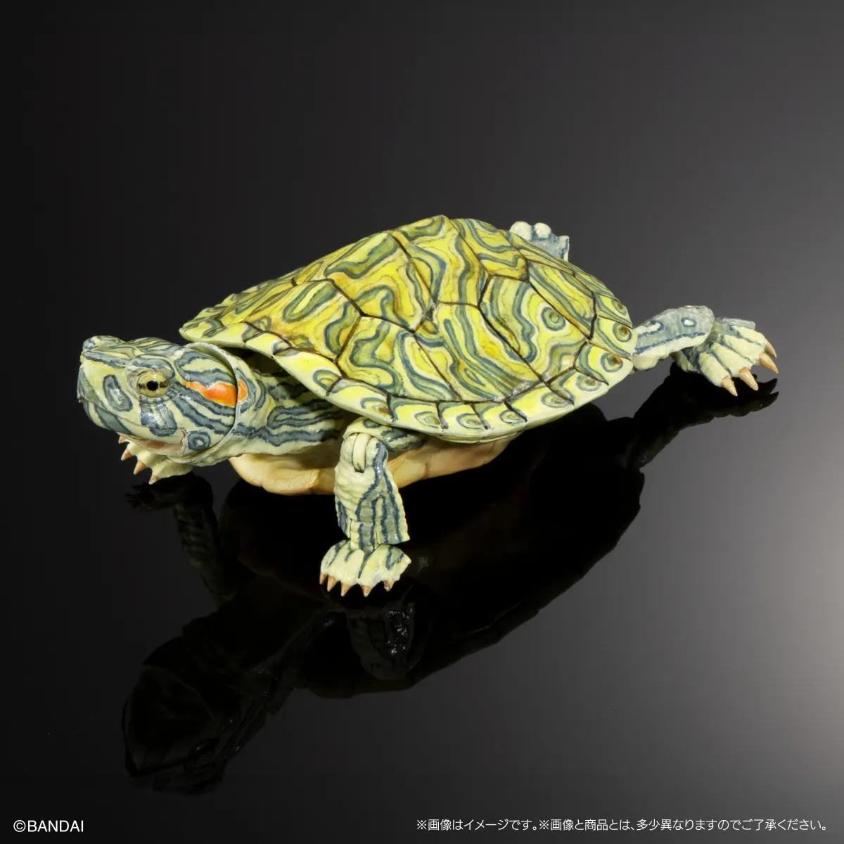 

Japanese Genuine Gacha Scale Model Biological Encyclopedia Simulation Animal Brazilian Brocade Flame Turtle Action Figure Toys