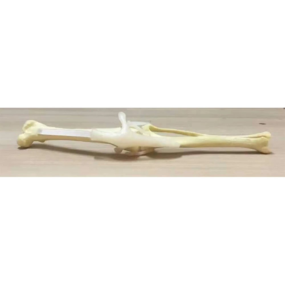 Movable Dog hindlimb dog femur dog fibula dog tibia band skeleton model with ligament simulation orthopedic surgery bone