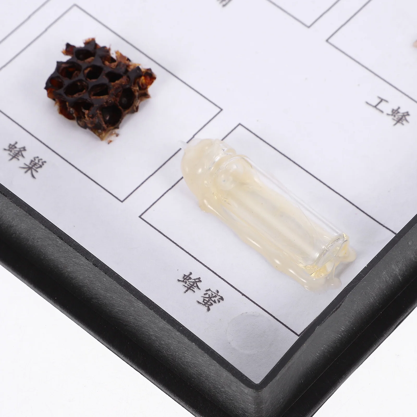 

Classroom Bee Specimen Toy Realistic Bugs Figures Toys Animal Model Letter Bees