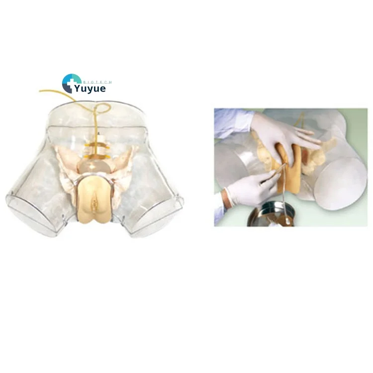 Advanced Transparent Female Manikin PVC Plastic Medical Science Catheterization Training Simulator Nursing Model For Practical