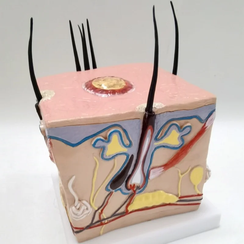 High-quality hair growth process, alopecia folliculitis, capillary neurological teaching model