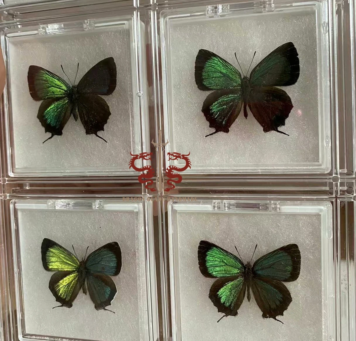 Butterfly specimen Chrysozephyrus esakii, 1pc wings spread A1/A- high quality, Decorative Display Collection Gifts view 4
