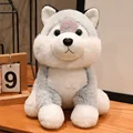 Husky dog nnx