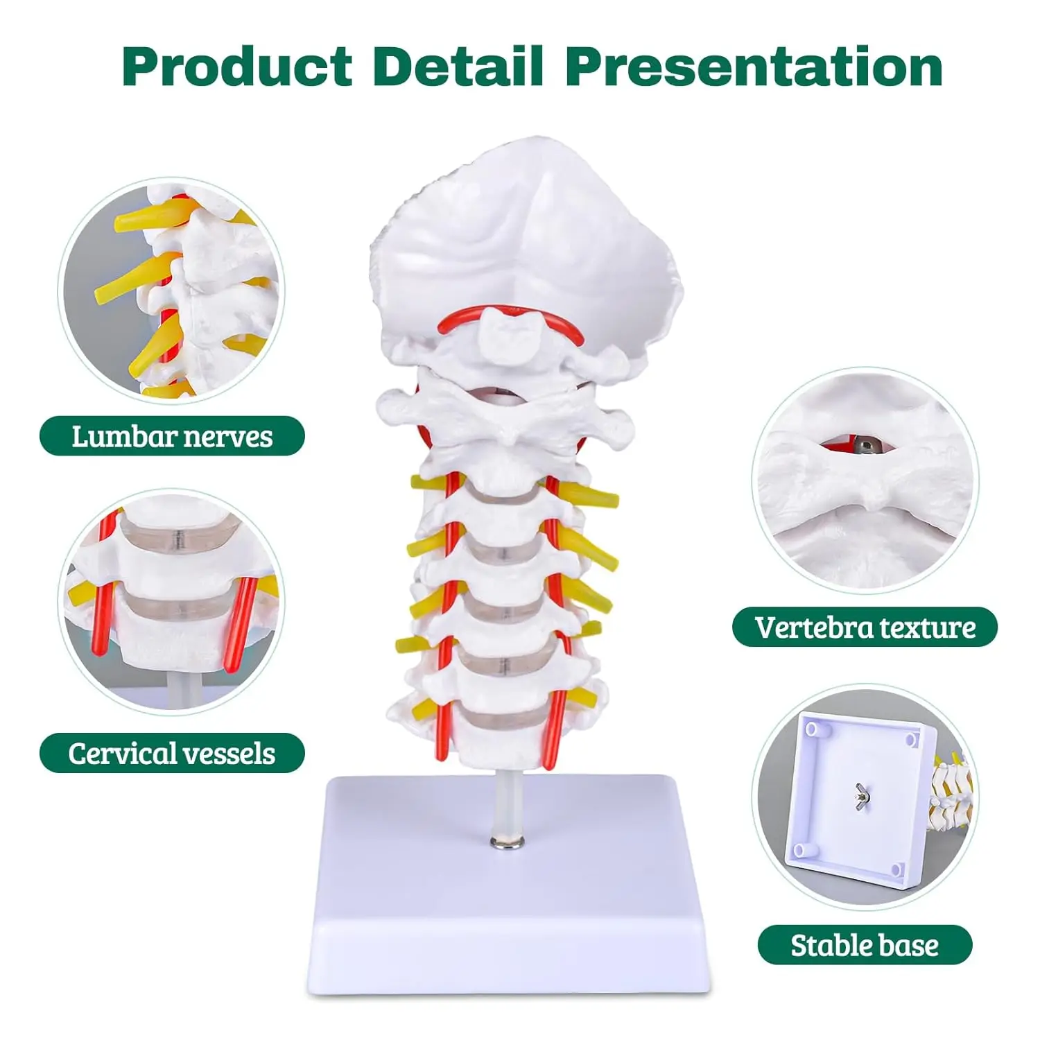 Ultrassist Human Cervical Spine Model Life Size Cervical Vertebrae Nerves Vertebral Arteries & Occipital Plate for Medic Educate