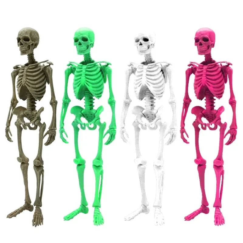 

Genuine Gacha Scale Model Museum Human Skeleton Skull Assembled Bones Tabletop Decoration Action Figure Toys