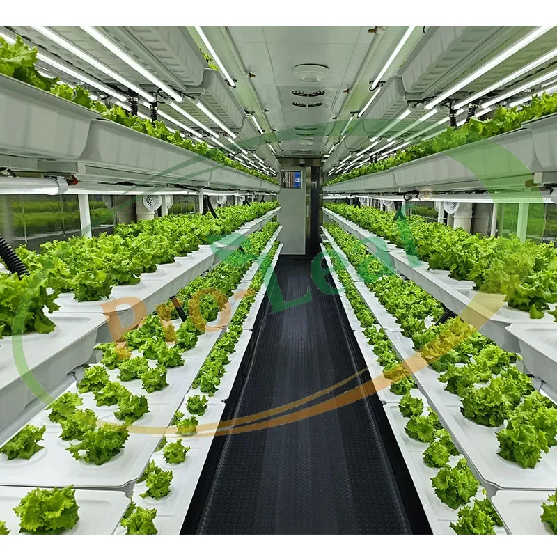 Contenedor Pro-leaf 40HQ para lechuga/microverde/Thcc/fábrica de plantas Contenedor agrícola Granja vertical hidropónica aislada