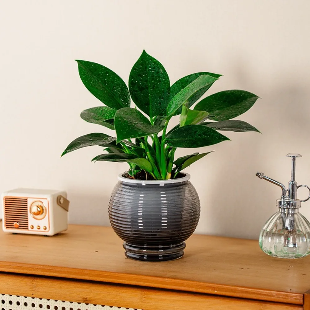 Fashion Self Watering Hydroponic Plants Pot Plastic Removable Flowerpot Mini Succulent Planter Tabletop Vase