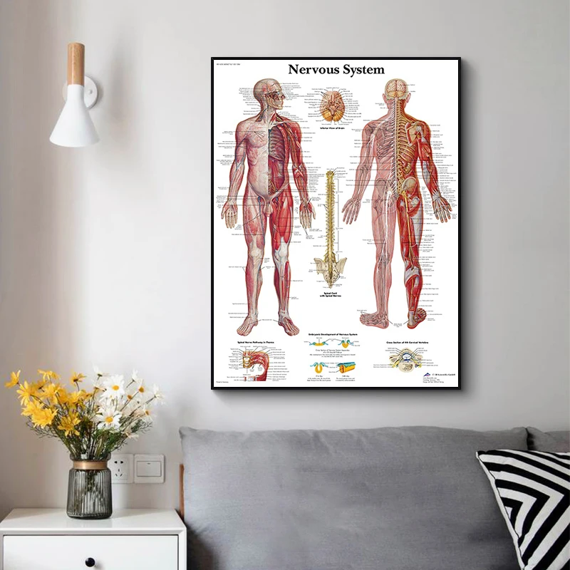 Human Anatomy Body Organ Bones Picture HD Poster Canvas Painting Wall Art Medical School Living Room Home Decoration Mural