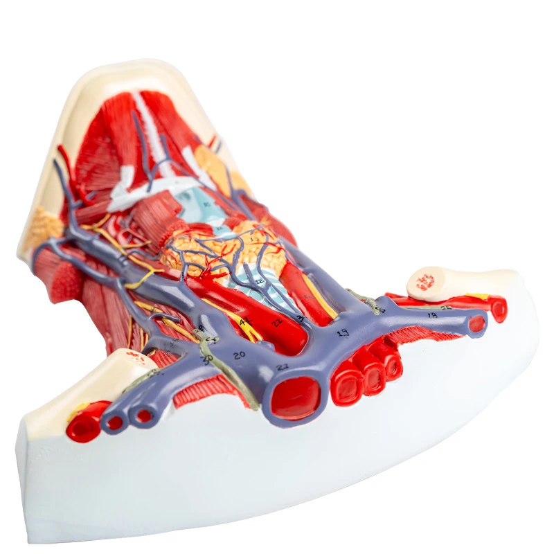 Human Organ Anatomy Model Arteriovenous Neck Model - Local Anatomy of Cervical Anterior Muscle model