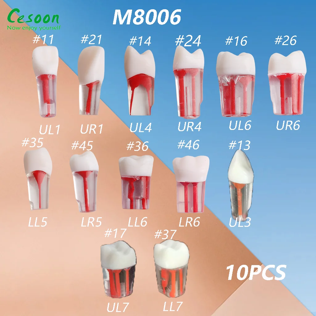 10Pcs Model zębów dentystycznych Endo Blok kanału korzeniowego Pulp Cavity Study Practice RCT M8006 Training Student Teaching Clear Resin Tools