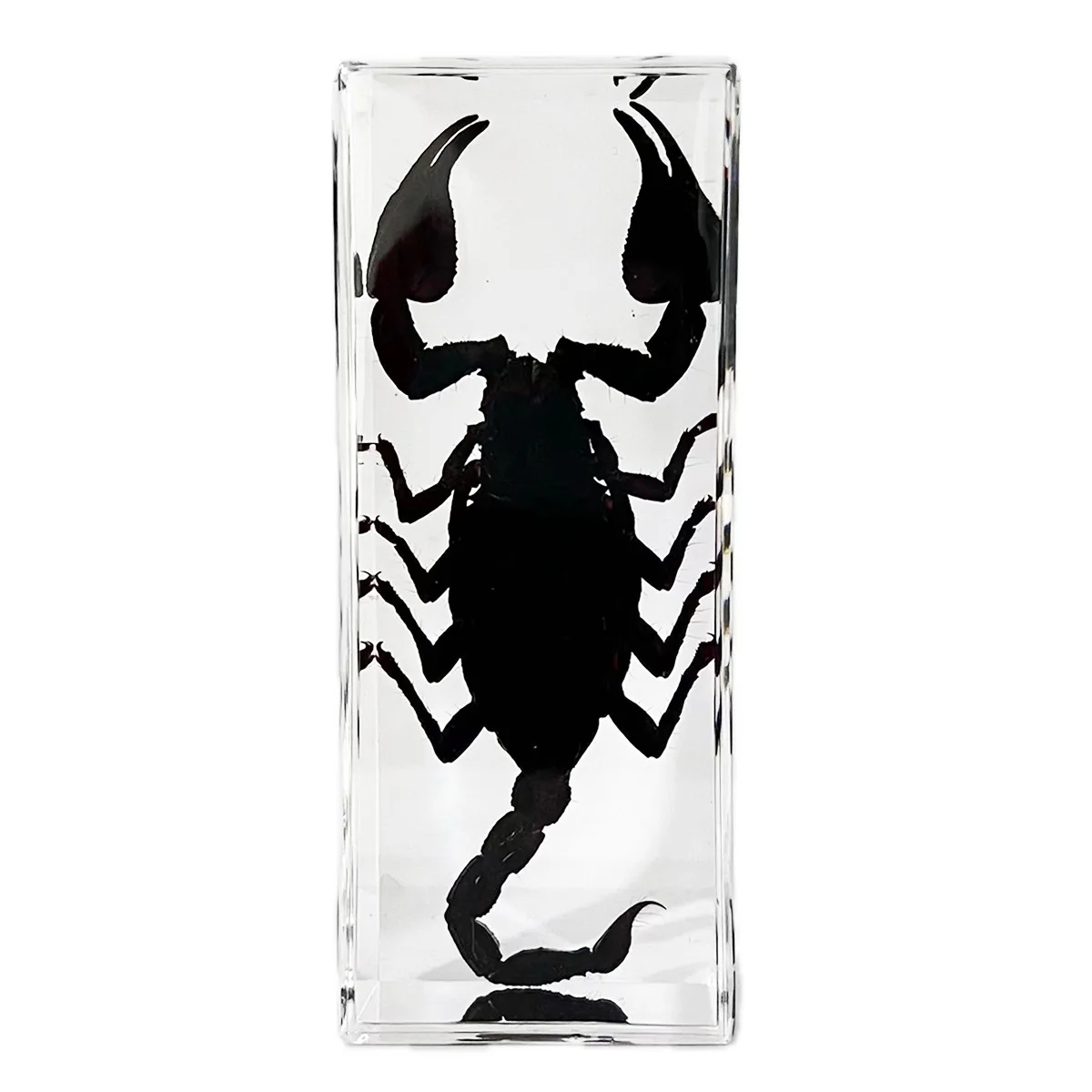 Heterometrus,Mastigoproctus Giganteus,Buthus,Insect World Scorpion Specimen Ornament: a Fascinating Display