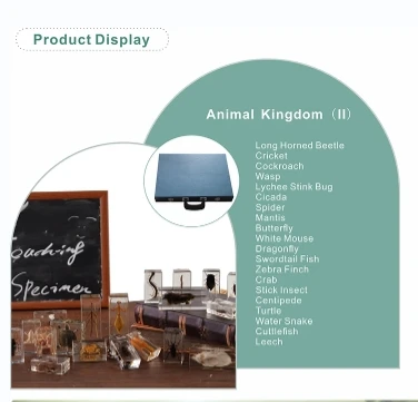 Kit di giocattoli educativi in acrilico con visualizzazione di campioni di animali diversi, kit per bambini