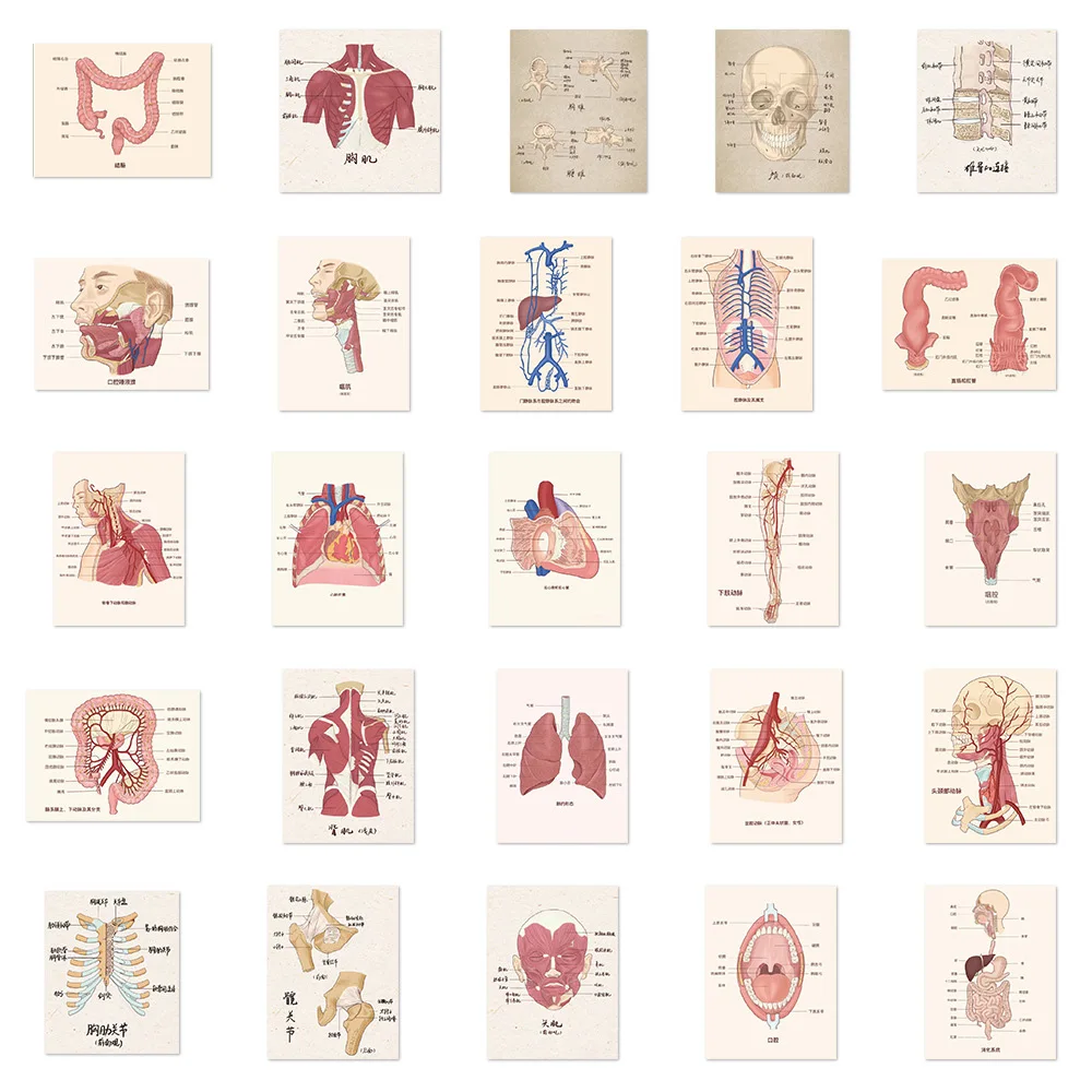 10/30/50pcs Cartoon Human Organ Medical Anatomy Sticker Waterproof Cool Decals Graffiti DIY Laptop Scrapbooking Diary Stationery