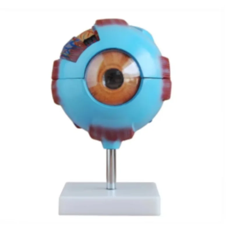 

Medical Science Human Eye Anatomical Training Model Giant Eye Model Eye Anatomy for Teaching