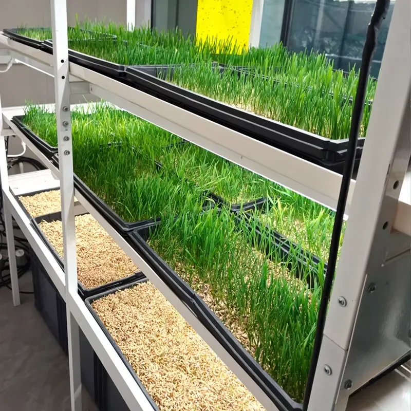 Multi Tier Hydroponic Forage Fodder Vertical Growing System Sprouting Tray Barley Grow Rack for Sale