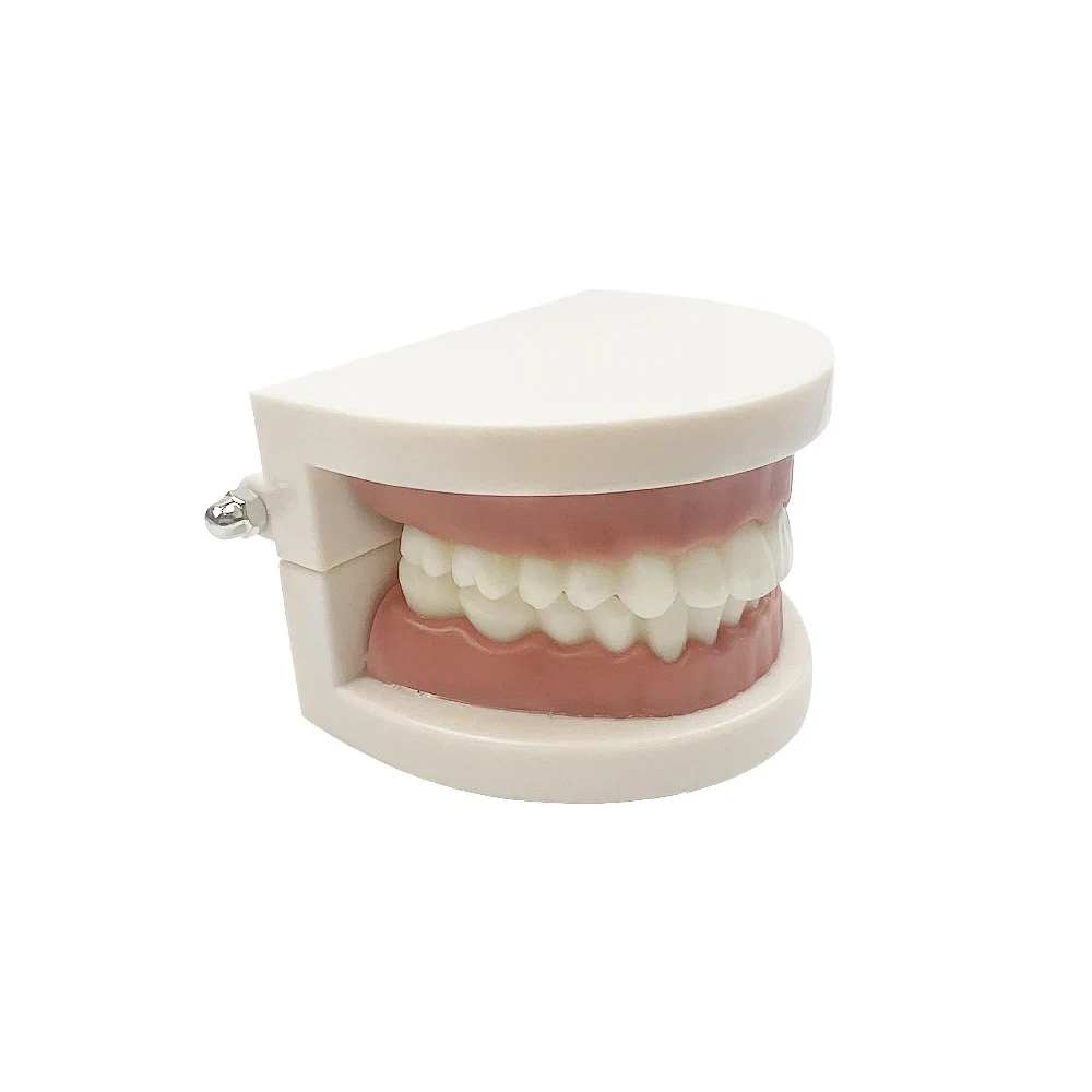 

1 шт. стандартная стоматологическая модель зубов для взрослых, обучающее исследование, демонстрационная демонстрация Typodont, белый стоматолог, детская обучающая модель для чистки зубов