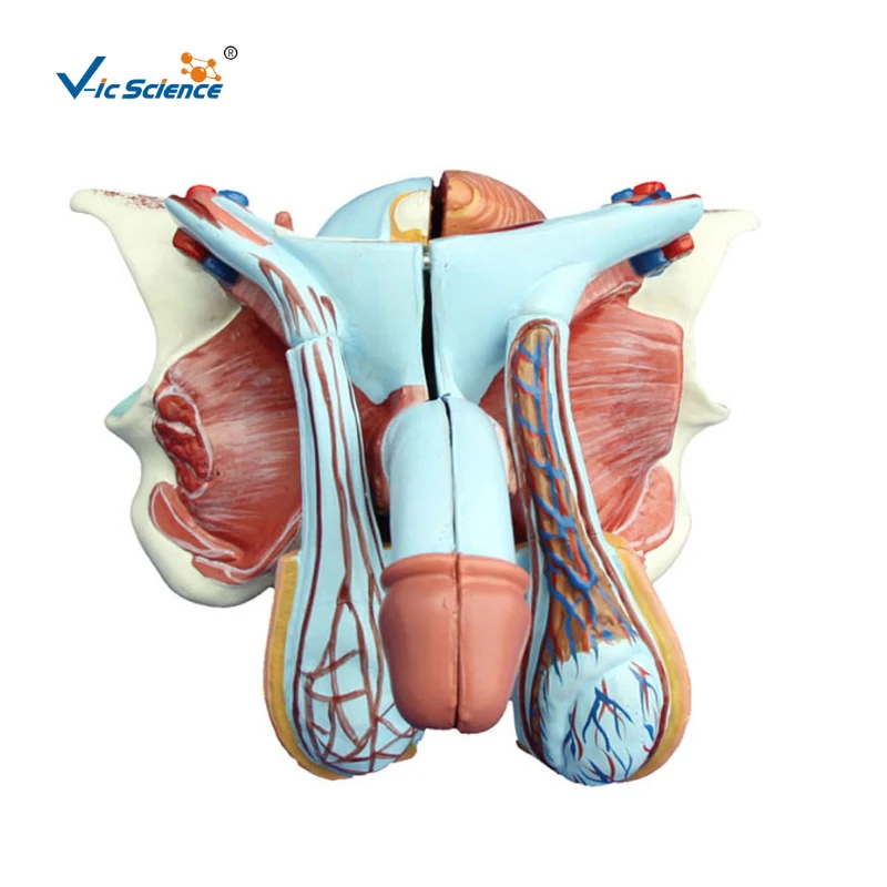 Male Genital Organ Anatomy Medical Model