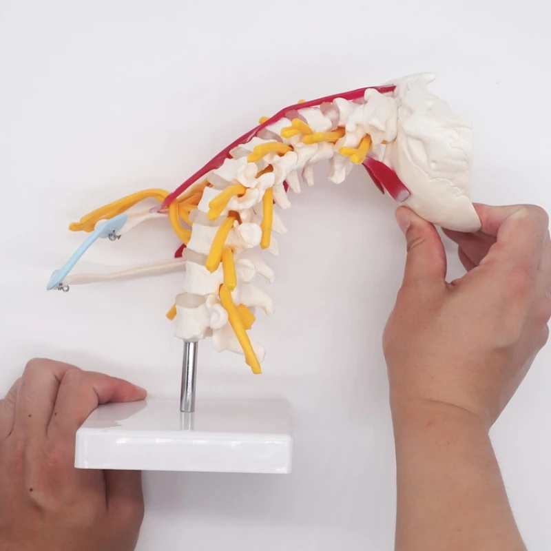 1:1 حجم الحياة الإنسان العمود الفقري العنقي تشريح نموذج الأعصاب التشريحية دراسة العلوم الطبية أدوات التدريس #3