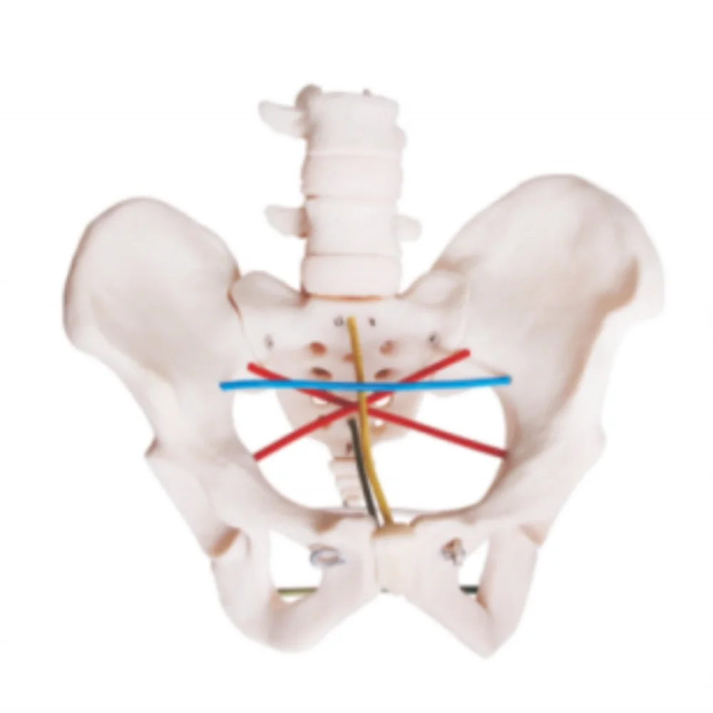 Pelvic Measurement Teaching Model Medical Science Skeletal Anatomy Pelvimetry Learning Simulator Medical Supplies Educational Te