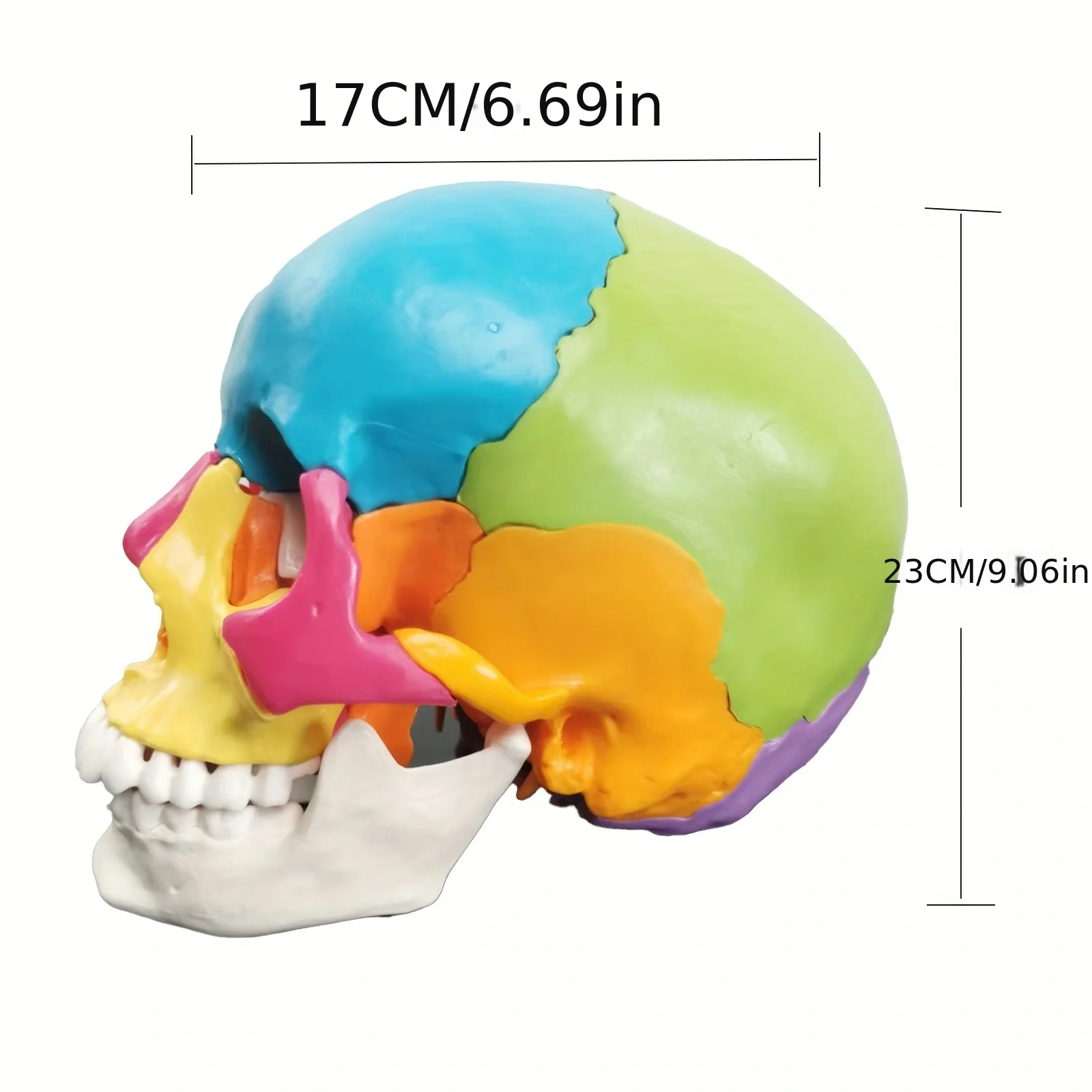 Life Size Colorful Human Skull Model 22 Parts Removable Anatomical Anatomy Medical Skeleton Head Teaching Supplies